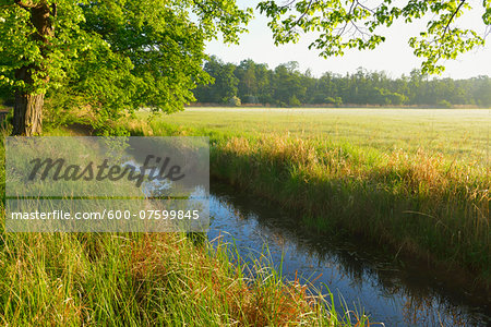 Landscape in morning light, Nature Reserve Moenchbruch, Moerfelden-Walldorf, Hesse, Germany, Europe