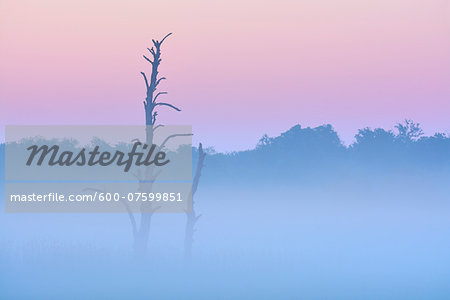 Dead tree in morning mist, Nature Reserve Moenchbruch, Moerfelden-Walldorf, Hesse, Germany, Europe Dead tree in morning mist, Nature Reserve Moenchbruch, Moerfelden-Walldorf, Hesse, Germany, Europe