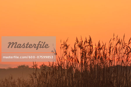 Silhouette of reeds just before sunrise, Nature Reserve Moenchbruch, Moerfelden-Walldorf, Hesse, Germany, Europe