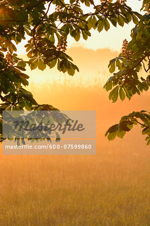 Branches of a chestnut tree at sunrise, Nature Reserve Moenchbruch, Moerfelden-Walldorf, Hesse, Germany, Europe