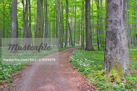 Path Through European Beech Forest (Fagus sylvatica) with Ramson (Allium ursinum), Hainich National Park, Thuringia, Germany, Europe