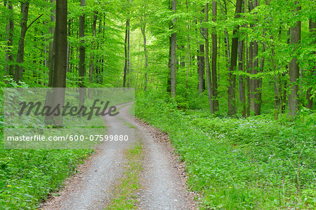 Path through Beech Forest, Hainich National Park, Thuringia, Germany, Europe