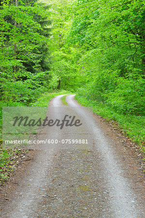 Road through Beech Forest, Hainich National Park, Thuringia, Germany, Europe