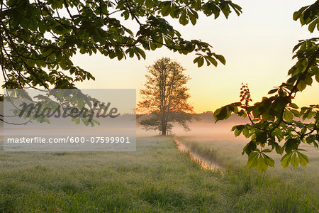 Tree branche and tree in field in early mornging light, Nature Reserve Moenchbruch, Moerfelden-Walldorf, Hesse, Germany, Europe