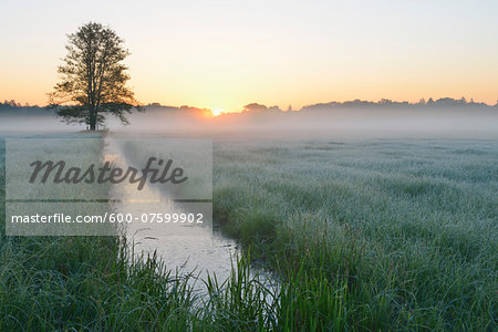 Tree and field at sunrise, Nature Reserve Moenchbruch, Moerfelden-Walldorf, Hesse, Germany, Europe