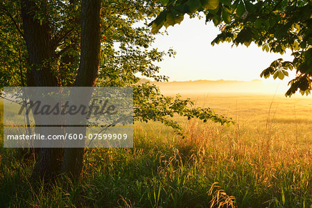 Trees and field at sunrise, Nature Reserve Moenchbruch, Moerfelden-Walldorf, Hesse, Germany, Europe Trees and field at sunrise, Nature Reserve Moenchbruch, Moerfelden-Walldorf, Hesse, Germany, Europe