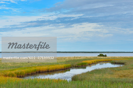 Lake with Reeds at shoreline  in Summer, Vitte, Baltic Island of Hiddensee, Baltic Sea, Western Pomerania, Germany