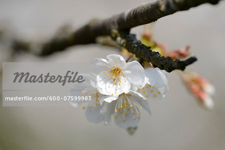 Close-up of wild cherry (Prunus avium) blossoms in spring, Bavaria, Germany