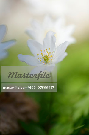 Close-up of wood anemone (Anemone nemorosa) blooming in a forest in spring, Bavaria, Germany