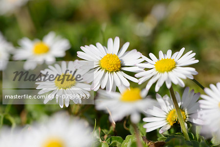 Close-up of common daisy (Bellis perennis) blooming in a meadow in spring, Bavaria, Germany