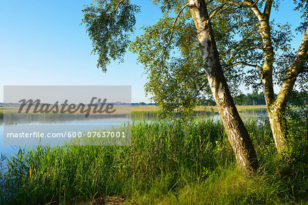 Prerowstrom in Morning, Prerow, Fischland-Darss-Zingst, Mecklenburg-Western Pomerania, Germany