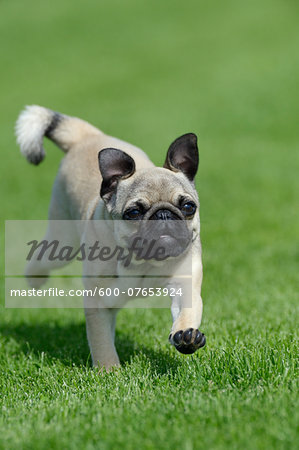 Pug Running in Meadow, Bavaria, Germany