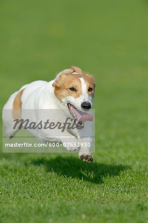 Jack Russel Terrier Running in Meadow, Bavaria, Germany
