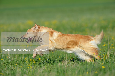 Hovawart Running in Meadow in Spring, Bavaria, Germany