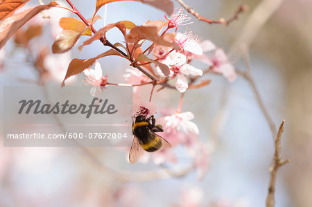Close-up of Tree Bumblebee (Bombus hypnorum) on Cherry Plum (Prunus cerasifera) Blossom in Spring, Franconia, Bavaria, Germany