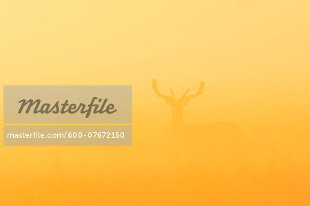Fallow Deer (Cervus dama) on misty morning at sunrise, Hesse, Germany, Europe Fallow Deer (Cervus dama) on misty morning at sunrise, Hesse, Germany, Europe