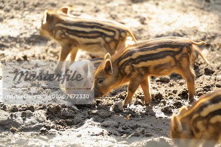Close-up of Wild boar or wild pig (Sus scrofa) piglets in a forest in early summer, Wildlife Park Old Pheasant, Hesse, Germany