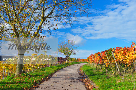 Road in Vineyard with Walnut Tree in Autumn, Centgrafenberg, Burgstadt, Untermain, Spessart, Franconia, Bavaria, Germany