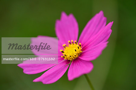 Close-up of a Garden cosmos or Mexican aster (Cosmos bipinnatus) in summer, Upper Palatinate, Bavaria, Germany