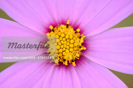 Close-up of a Garden cosmos or Mexican aster (Cosmos bipinnatus) in summer, Upper Palatinate, Bavaria, Germany