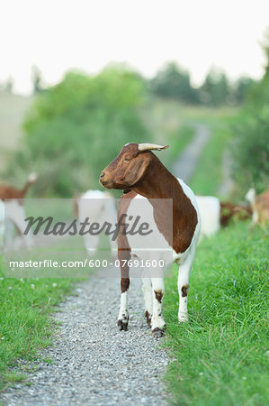 Group of Boer goats outdoors in summer, Upper Palatinate, Bavaria, Germany