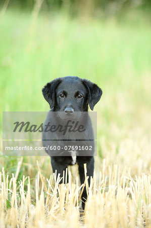 Mixed Black Labrador Retriever standing in a field in summer, Upper Palatinate, Bavaria, Germany
