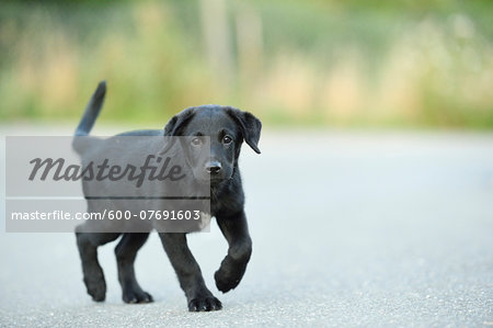 Mixed Black Labrador Retriever on a street in summer, Upper Palatinate, Bavaria, Germany
