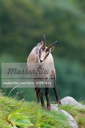 Chamois Free Stock Photos, Images, and Pictures of Chamois