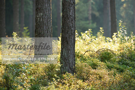 Landscape with Sunrise in Scots Pine (Pinus sylvestris L.) Forest in Early Summer