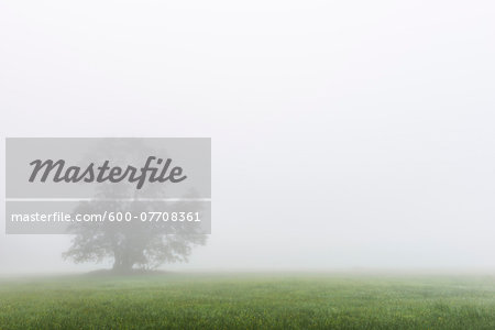 Black Alder Tree in Morning Mist, Moenchbruch Nature Reserve, Moerfelden-Walldorf, Hesse, Germany