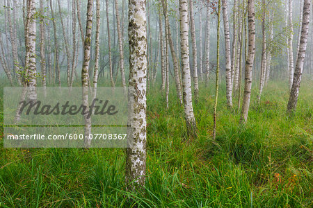 Birch Forest in Early Morning Mist, Hesse, Germany