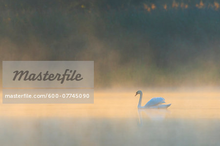 Mute Swan (Cygnus olor) on Misty Lake in Morning Light, Saxony, Germany