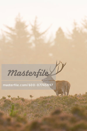 Male Red Deer (Cervus elaphus) in Rutting Season, Schleswig-Holstein, Germany