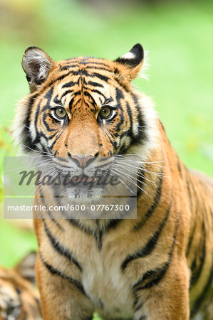 Close-up of Sumatran Tiger (Panthera tigris sumatrae) on Meadow in Summer, Zoo Augsburg, Swabia, Bavaria, Germany Close-up of Sumatran Tiger (Panthera tigris sumatrae) on Meadow in Summer, Zoo Augsburg, Swabia, Bavaria, Germany