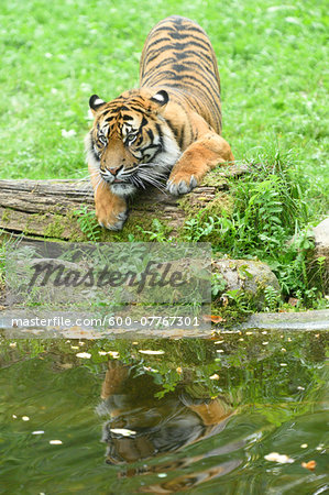 Sumatran Tiger (Panthera tigris sumatrae) on Meadow beside Lake in Summer, Zoo Augsburg, Swabia, Bavaria, Germany Sumatran Tiger (Panthera tigris sumatrae) on Meadow beside Lake in Summer, Zoo Augsburg, Swabia, Bavaria, Germany