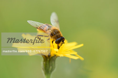 Close-up of Hoverfly (Syrphidae) on Yellow Blossom in Late Summer, Upper Palatinate, Bavaria, Germany