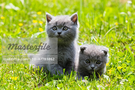 Close Up Portrait Of British Shorthair Cats British Blue