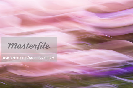 Abstract Pink and Purple Waves