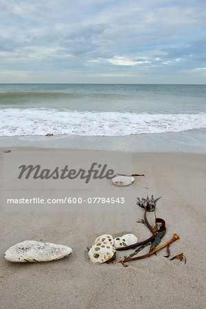 Shells and seaweed on sandy beach with surf at low tide, Helgoland, Germany