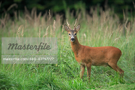 European Roe Deer (Capreolus capreolus), Germany