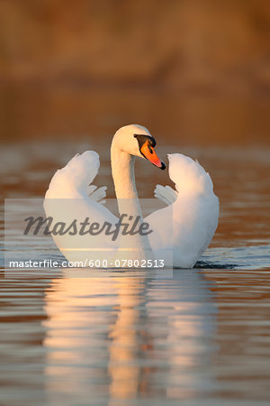Portrait of Mute Swan (Cygnus olor) on Lake, Germany