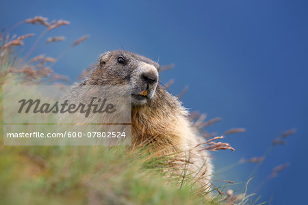 Close-up Portrait of Alpine Marmot (Marmota marmota), Hohe Tauern National Park, Austria