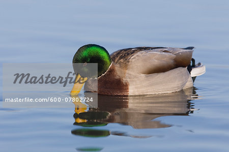 Mallard Duck (Anas platyrhynchos) on Water, Germany