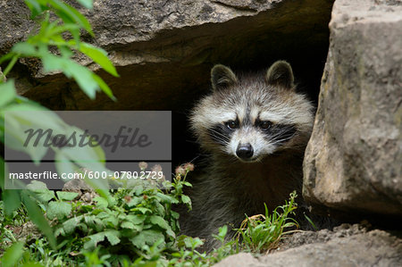 Raccoon (Procyon lotor) coming out of Den, Germany