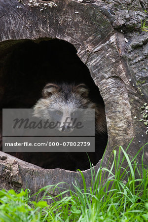 Raccoon Dog (Nyctereutes procyonoides) in Hollow Log, Hesse, Germany