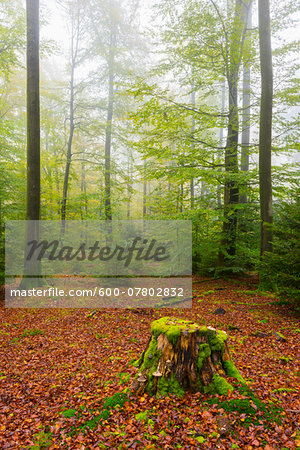 Beech Forest in Autumn, Nature Park, Spessart, Bavaria, Germany
