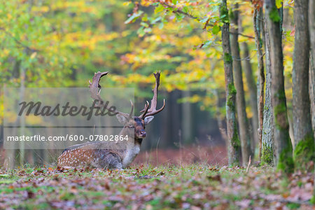 Male Fallow Deer (Cervus dama) Lying Down in Forest in Autumn, Hesse, Germany