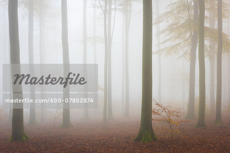 European Beech (Fagus sylvatica) Forest in Mist, Spessart, Bavaria, Germany