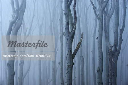 Coastal Beech Forest with Fog, Gespensterwald, Nienhagen, Bad Doberan, Western Pomerania, Germany Coastal Beech Forest with Fog, Gespensterwald, Nienhagen, Bad Doberan, Western Pomerania, Germany