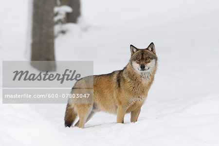 Portrait of Wolf (Canis lupus) in winter, Bavarian Forest National Park, Bavaria, Germany